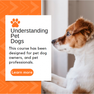 Understanding Pet Dogs
