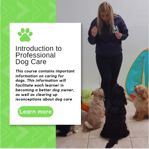 Introduction to Professional Dog Care