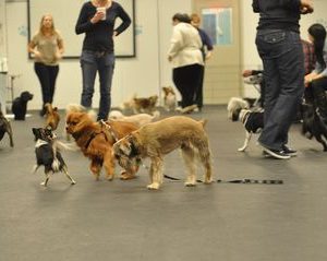 Puppy Training Workshops