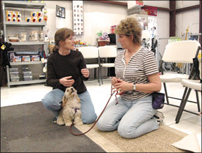 One to One Dog / Puppy Training Session